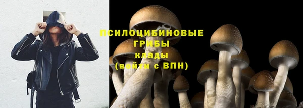 индика Белокуриха